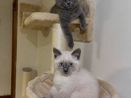 Siamská koťata – 10 týdnů stará a připravená do nových domovů