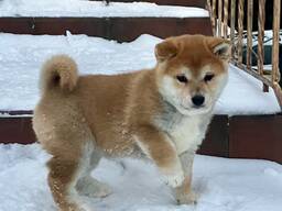 Сиба Ину Шиба Ину Shiba Inu