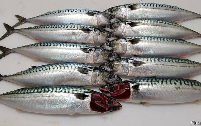 Скумбрия мороженая
