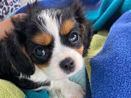 Sladký kavalír king charles španěl štěňata