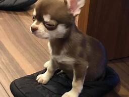 Štěňata čivavy s krátkou srstí – 10 týdnů stará, připravená do nového domova