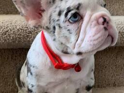 Štěňata francouzského buldočka – 10 týdnů stará a připravená do nového domova
