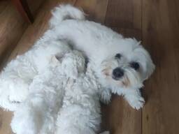 Štěňata maltézského ovčáka připravena k odběru