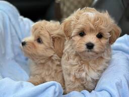 Štěňata maltipoo k dispozici k odběru nové domovy