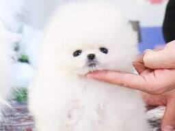 Štěňata pomeranského buldoka