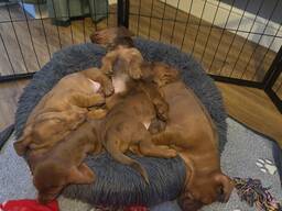 Štěňata standardních jezevčíků