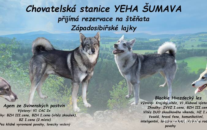 Štěňata západosibiřské lajky