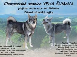 Štěňata západosibiřské lajky