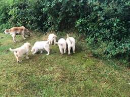 ŠTĚŇATA ZLATÉHO RETRIEVERA