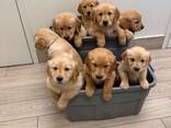Štěňata zlatého retrívra – 10 týdnů stará a připravená na milující domov - фото 2