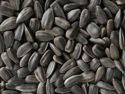 Sunflower seeds