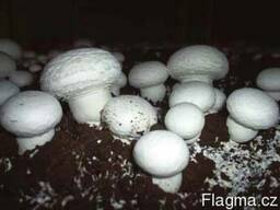 Торфяная почва для шампиньонов. Rašelina půdu pro houby.