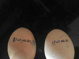 Vejce inkubační ROSS-308, od výrobce