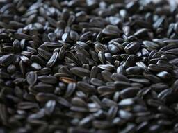 Vysoce kvalitní slunečnicová semínka