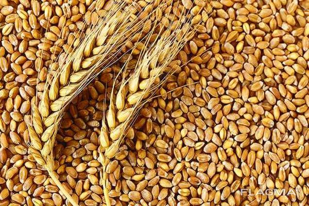 Wheat