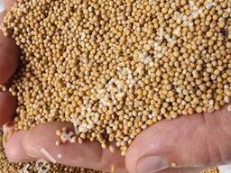 Semeno hořčice bílé (Sinapis alba).