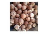 Wholesale price high quality raw betel dried indonesia betel nuts areca nut - фото 3