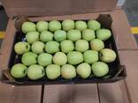 Яблоко (яблоки) из Польши - фото 1